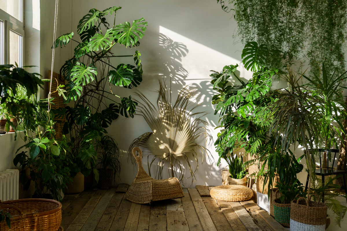 Plants inside a House 